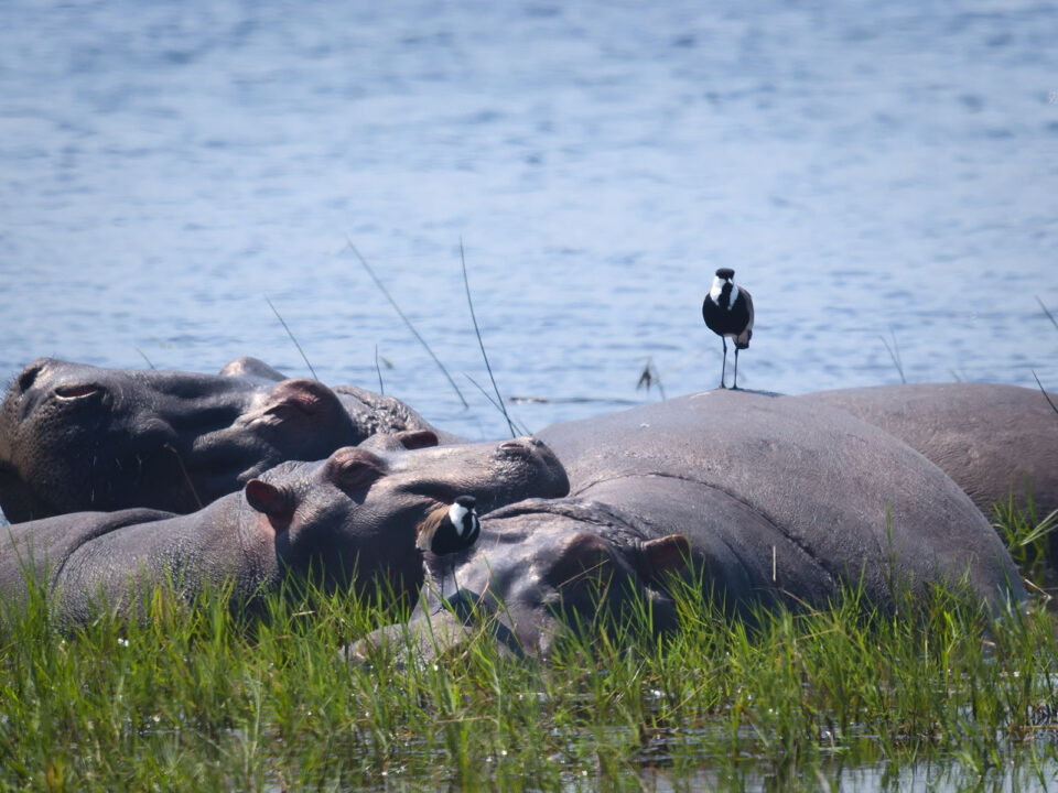 hippos in Akagera National Park - African Safaris - Luxury Wildlife Safaris In Rwanda - Rwanda Safari Tours