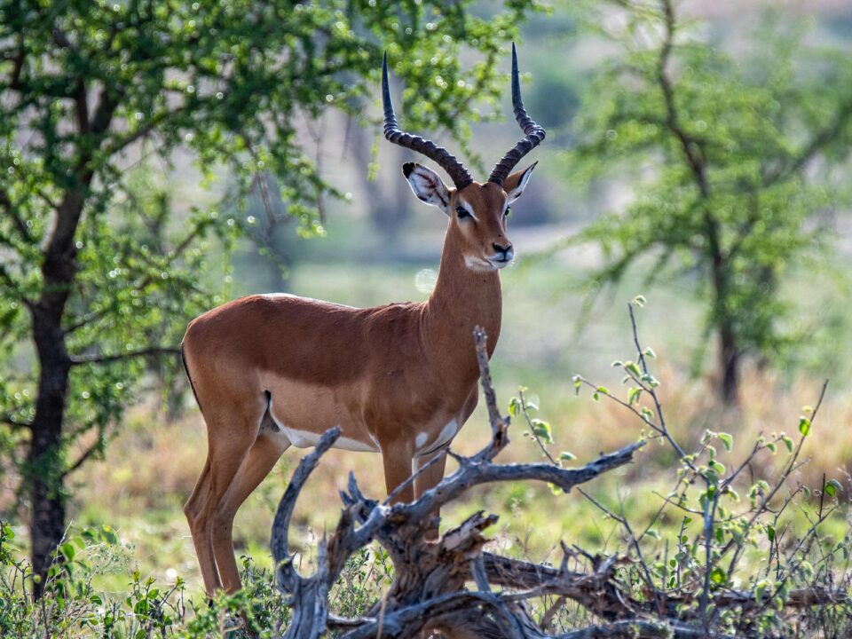 Wildlife in Tarangire National Park - Best time to Visit East Africa