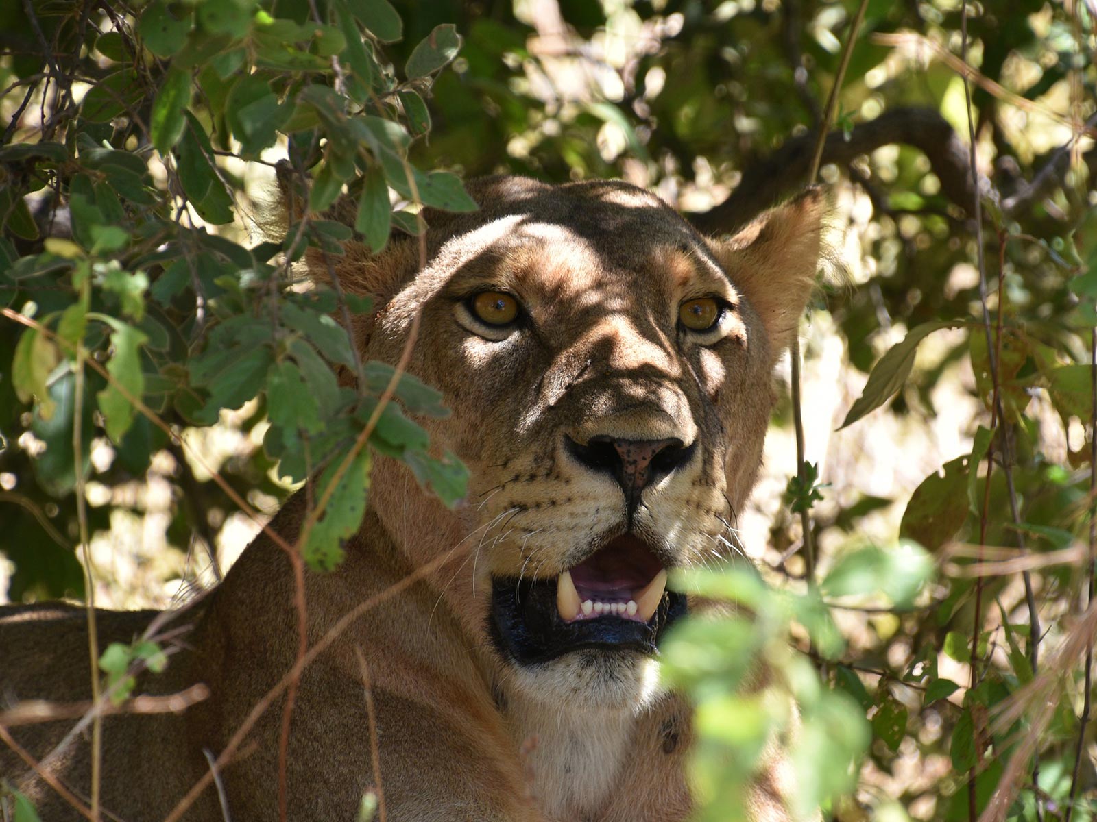 African Safaris - Best African Safaris in October