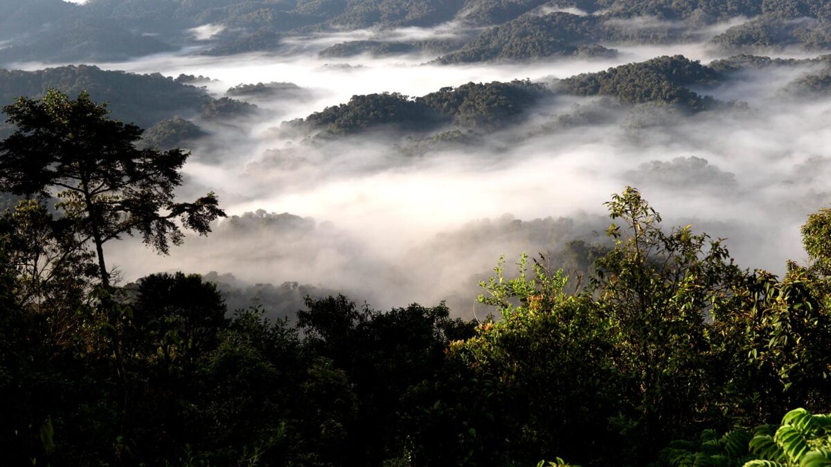 Nyungwe National Park - Hiking in Rwanda - Best Time to Visit Nyungwe forest National Park