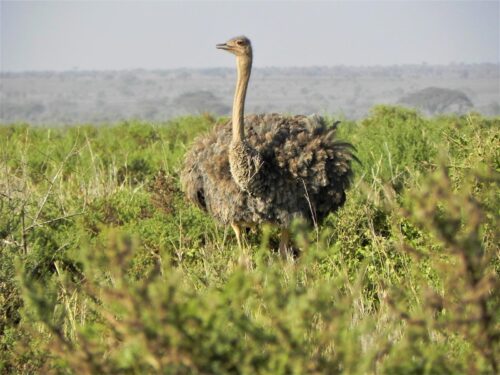 Birds in Amboseli National Park