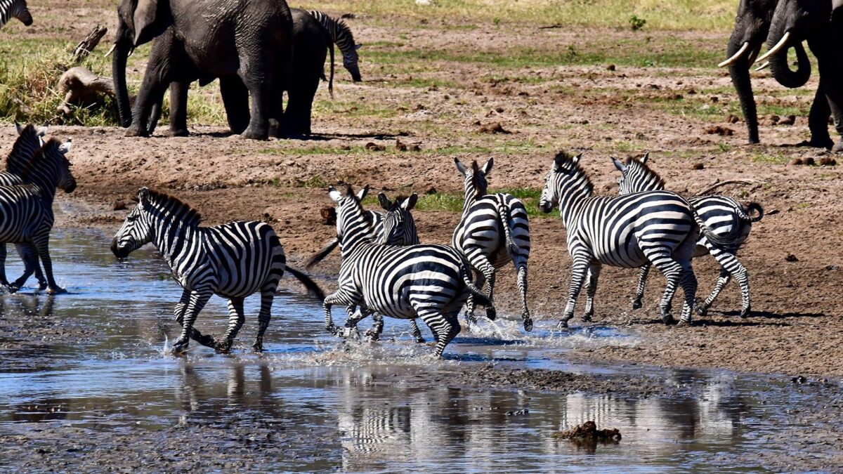Tarangire National Park - Zebras - 4-Day Budget Tanzania Safari - How to Get to Tarangire National Park in Tanzania