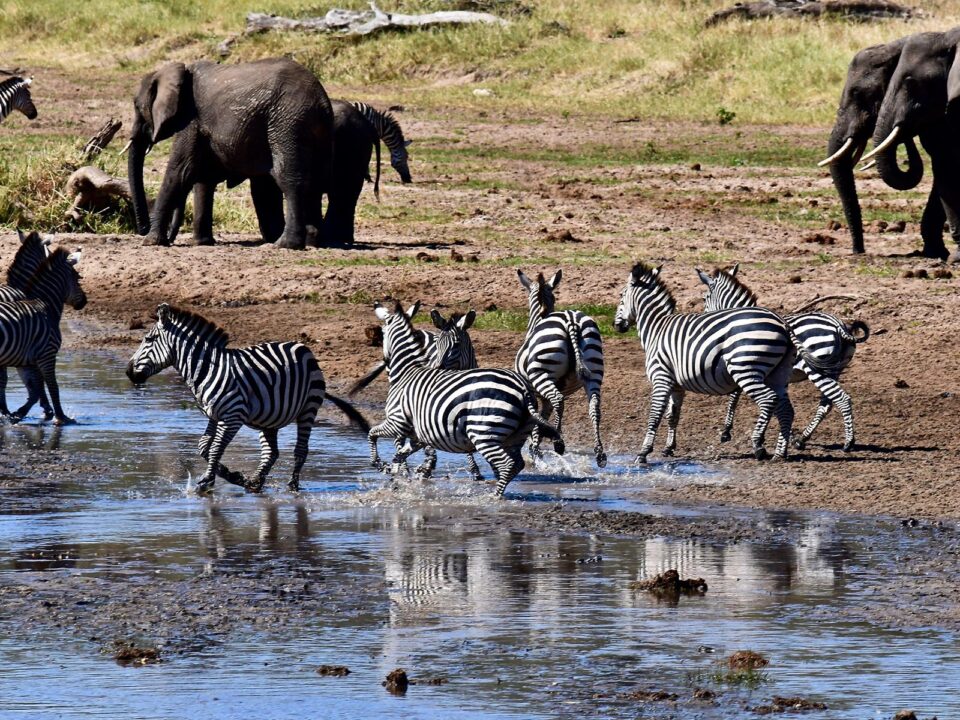 Tarangire National Park - Zebras - 4-Day Budget Tanzania Safari - How to Get to Tarangire National Park in Tanzania