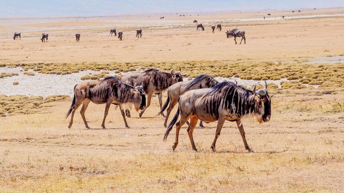 Highlights of Kenya and Tanzania Safari - Wildebeests in Ngorongoro Conservation Area - Kusini Plains Ngorongoro crater Tanzania