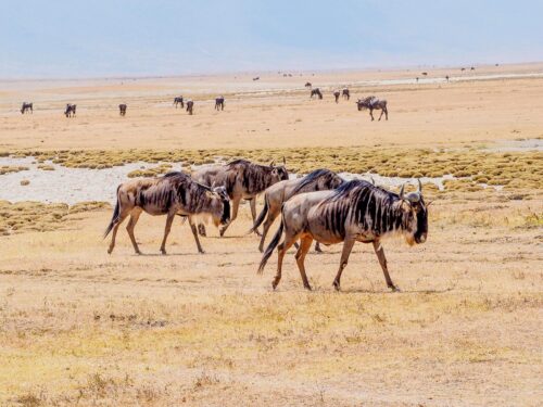 Highlights of Kenya and Tanzania Safari - Wildebeests in Ngorongoro Conservation Area