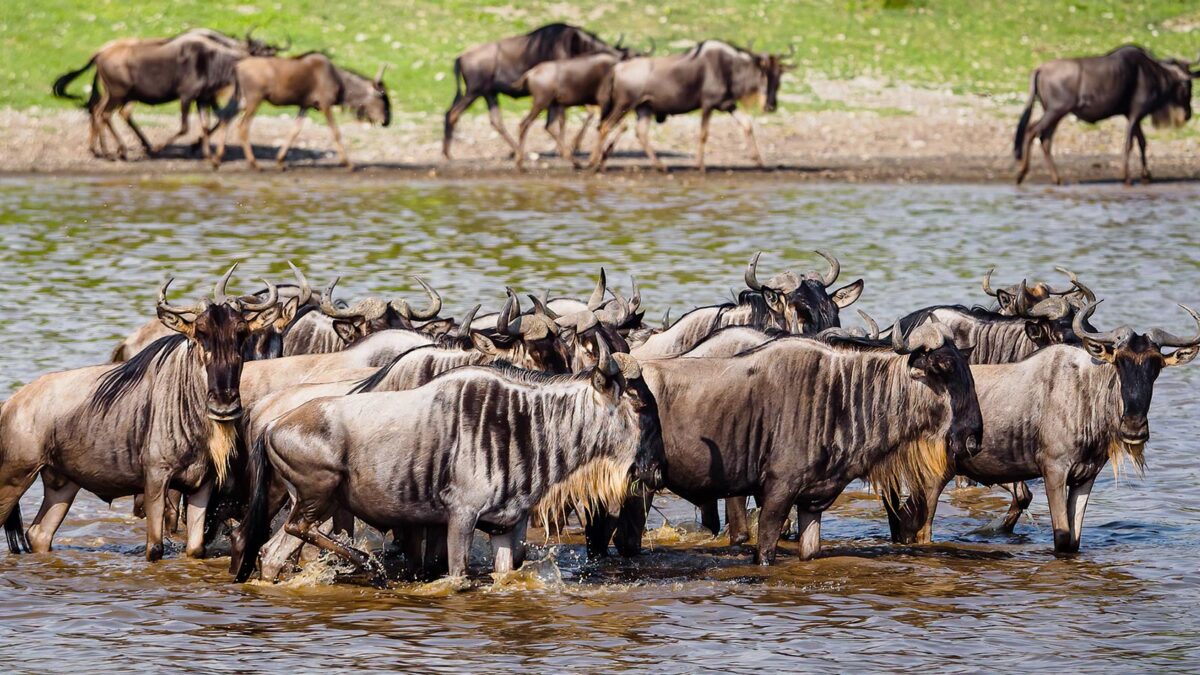 Wildebeests in Ngorongoro National Park - 8-Day flying Wildebeest Migration Safari