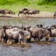 Wildebeests in Ngorongoro National Park - 8-Day flying Wildebeest Migration Safari