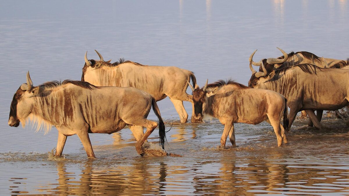 Wildebeests in Amboseli National Park - Kenya Safari Experiences