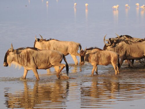 Wildebeests in Amboseli National Park