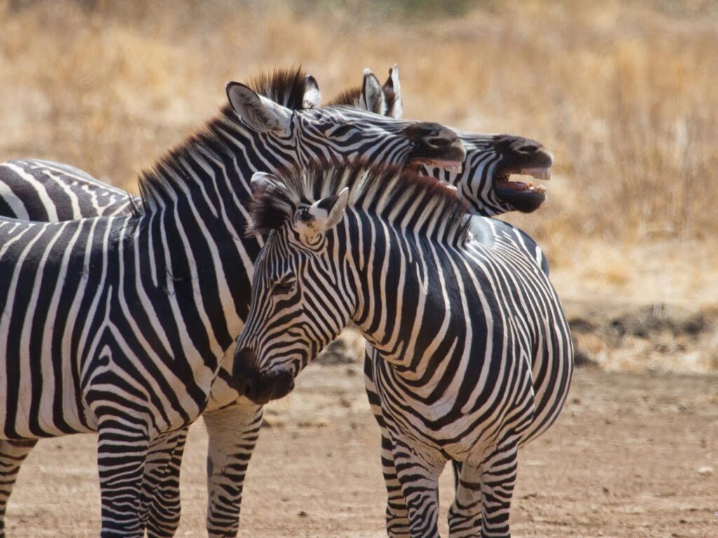 Tanzania - Zebras at Ruaha National Park