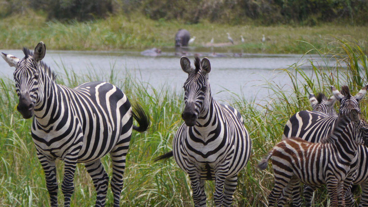 3 day Gorilla and wildlife safari - Rwanda Safaris - Attractions and Things to do in Akagera National Park