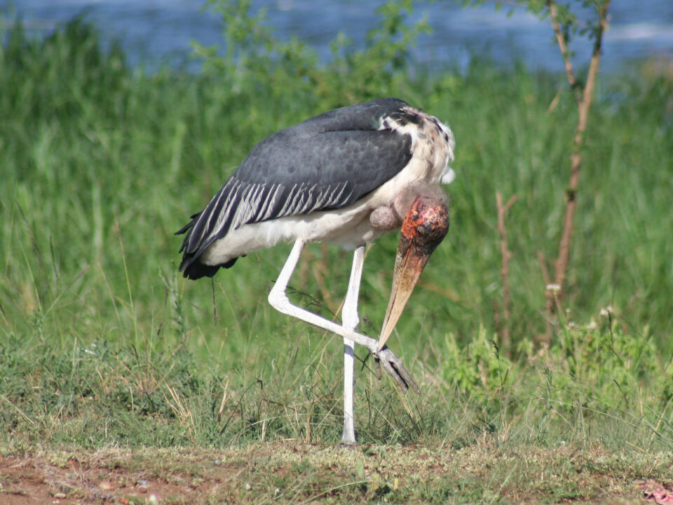 Birdlife in Akagera National Park - Things to Know Before Traveling to Rwanda Africa