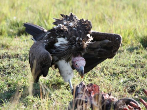 Birds in Masai Mara National Park