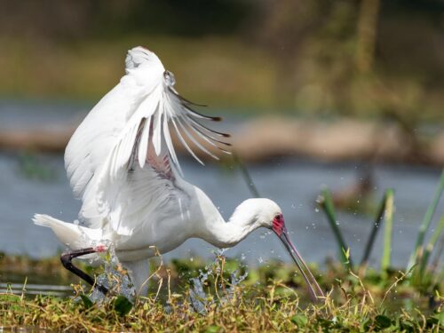 birding - bird watching