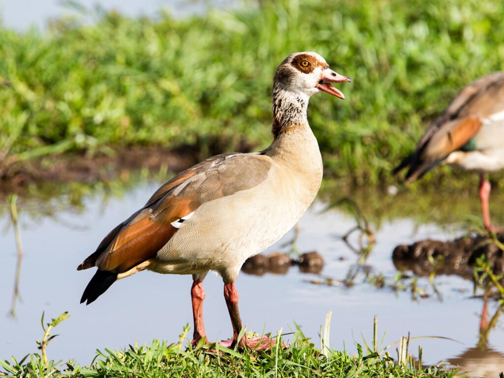 Birding in Lake Manyara National Park
