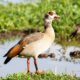 Birding in Lake Manyara National Park - Safari & Tours to Lake Manyara National Park Tanzania