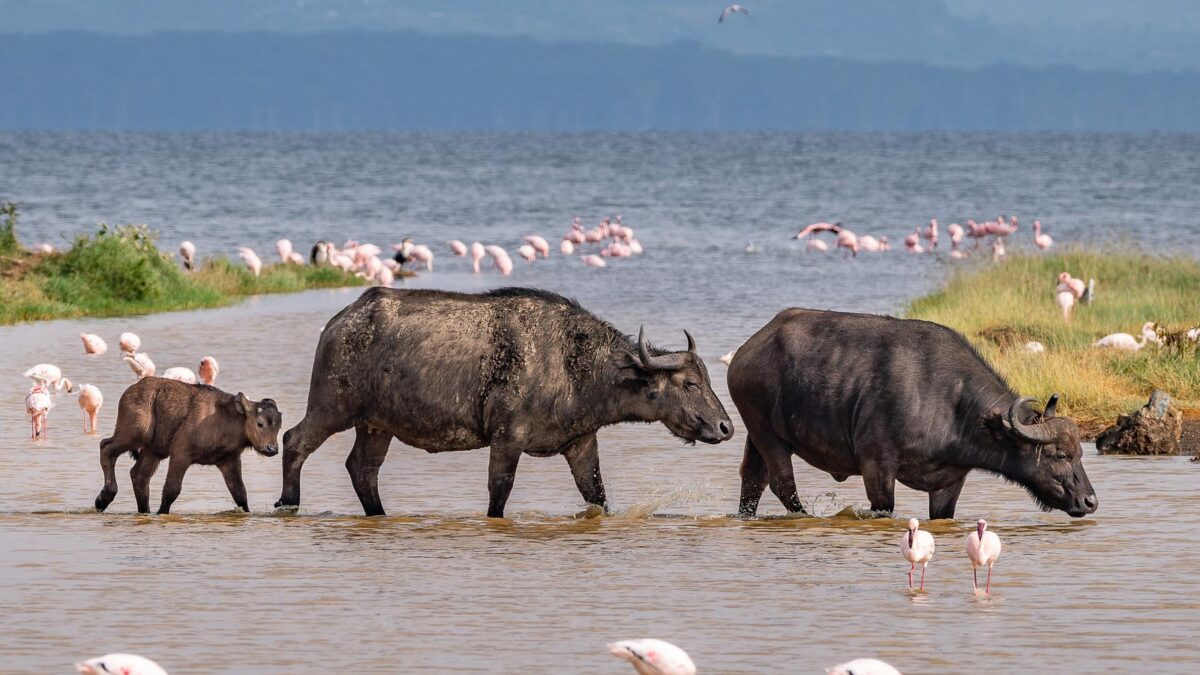 Lake Nakuru National Park - 5 Days Masai Mara and Lake Nakuru Safari