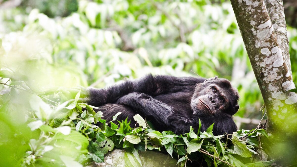 Rwanda Gorillas and Chimpanzees - Nyungwe Forest National Park - Luxury Primate Safaris In Rwanda Africa - Rwanda Primates & Apes Tracking Safaris