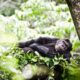 Rwanda Gorillas and Chimpanzees - Nyungwe Forest National Park