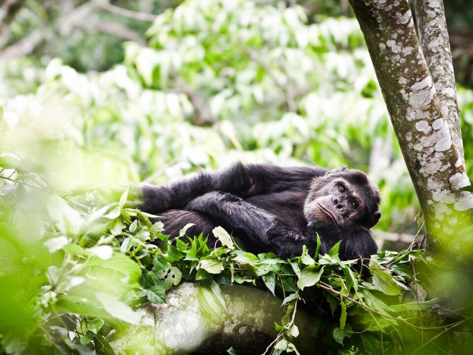 Rwanda Gorillas and Chimpanzees - Nyungwe Forest National Park