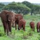 Tarangire National Park - Tanzania Safari Tours to Burigi Chato National Park