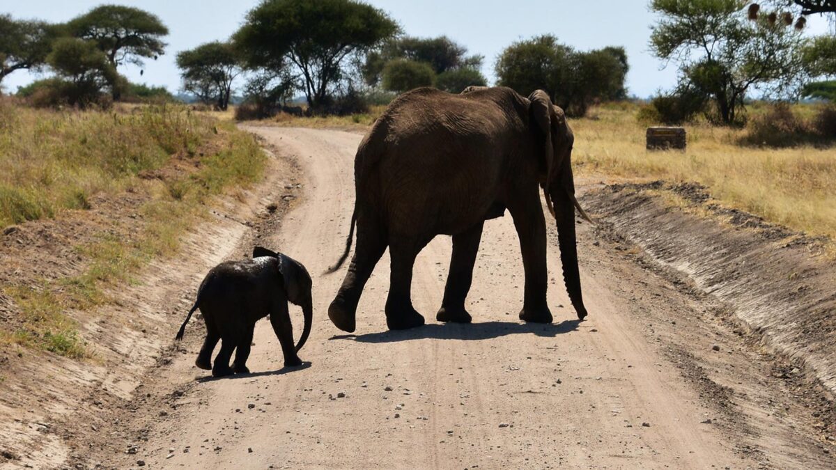 Masai Mara Elephants - 4 Days Tanzania Luxury Lodge Safari