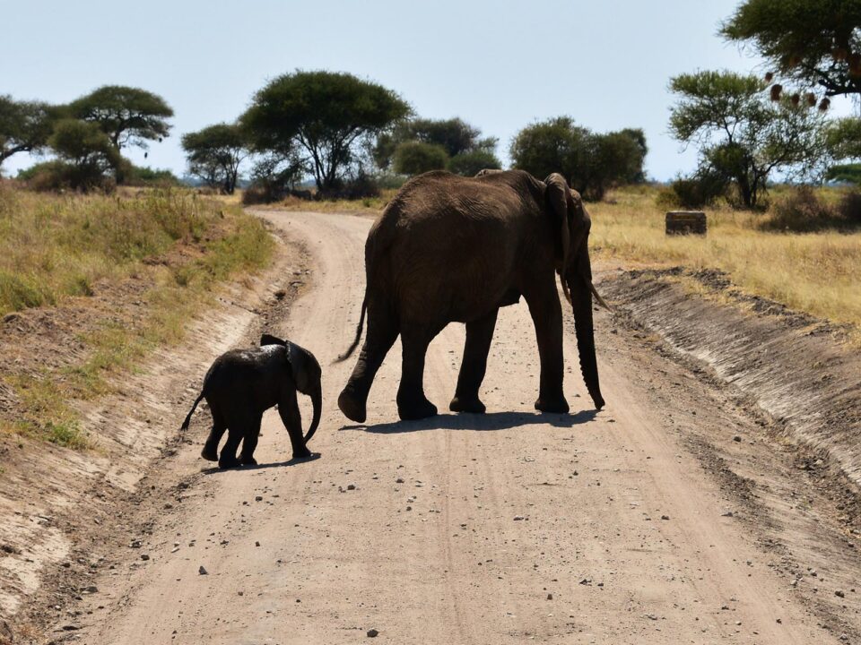 Masai Mara Elephants - 4 Days Tanzania Luxury Lodge Safari