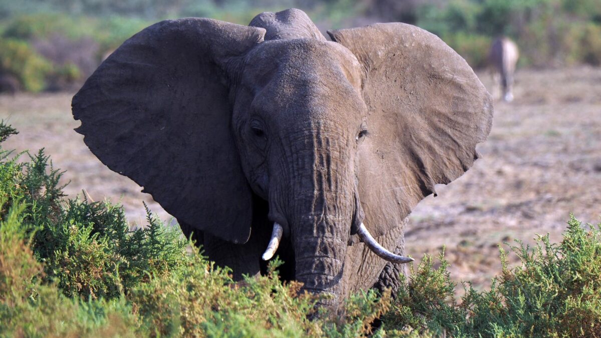 Elephants in Samburu National Park - Best Adventure Tours in East Africa