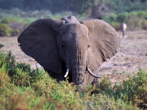 Elephants in Samburu National Park