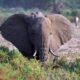 Elephants in Samburu National Park - Best Adventure Tours in East Africa
