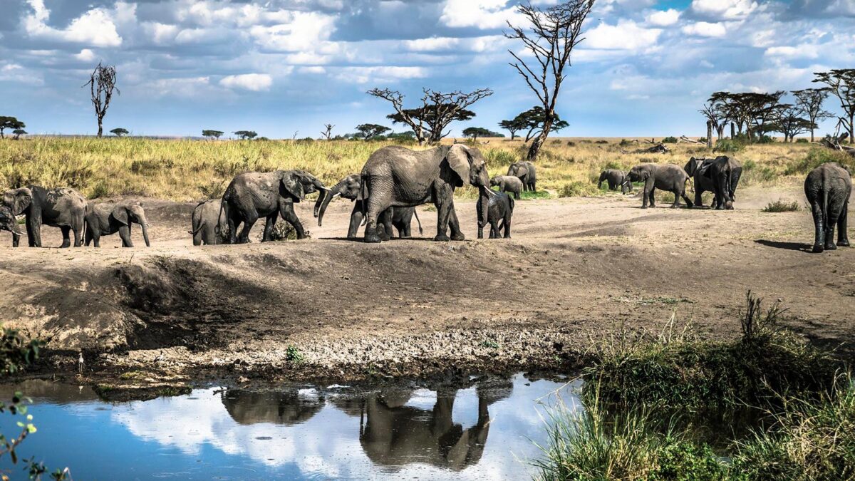 elephants in serengeti national park - Safaris for Solo Travelers in Serengeti