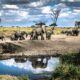 elephants in serengeti national park - Safaris for Solo Travelers in Serengeti