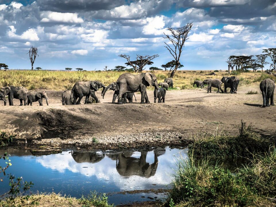 elephants in serengeti national park - Safaris for Solo Travelers in Serengeti