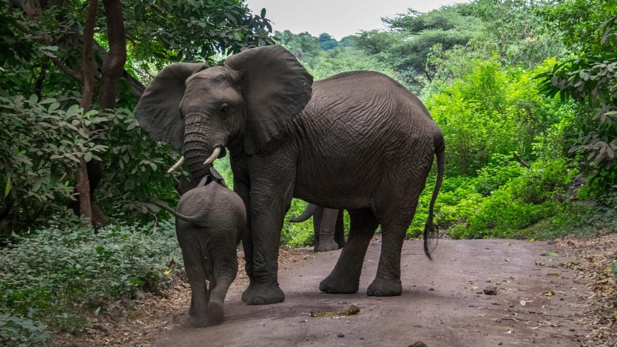 elephants in lake manyara national park - Safari to Lake Manyara National Park Tanzania