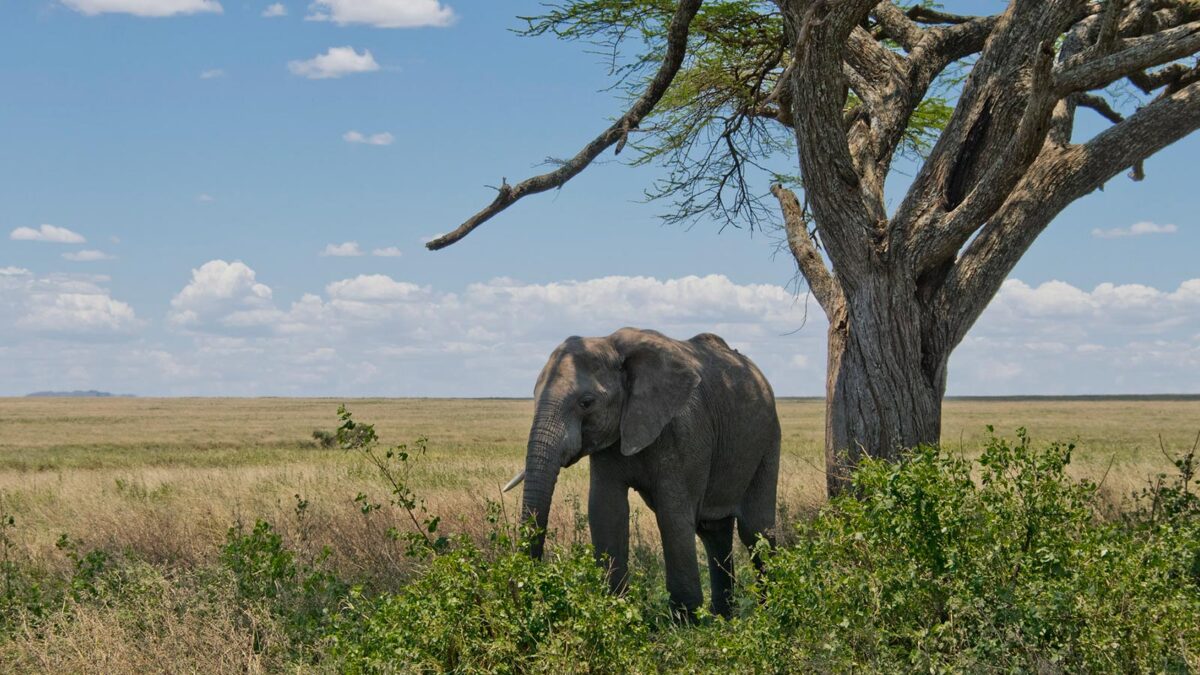 Elephants in Serengeti National Park - Serengeti National Park Tanzania