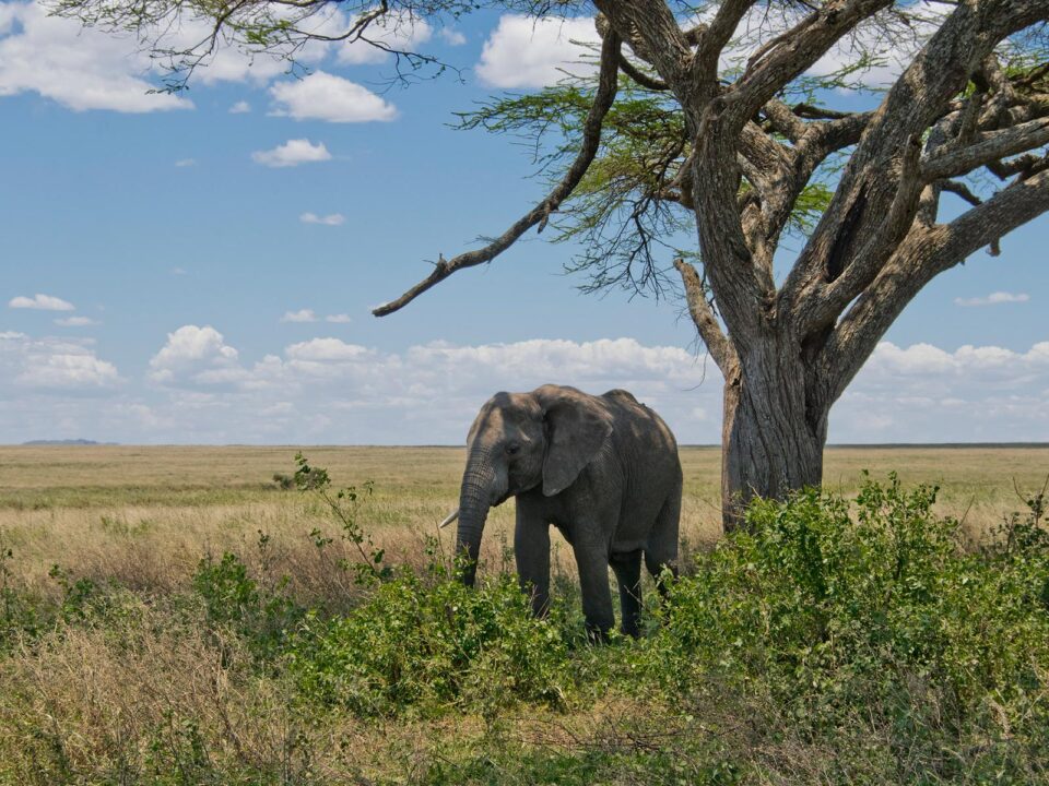Elephants in Serengeti National Park - Serengeti National Park Tanzania