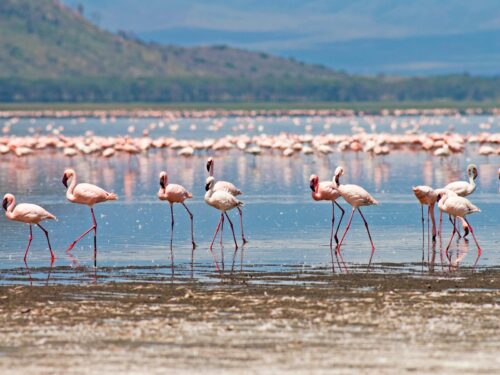 Classic kenya camping safaris - flamingos at lake nakuru