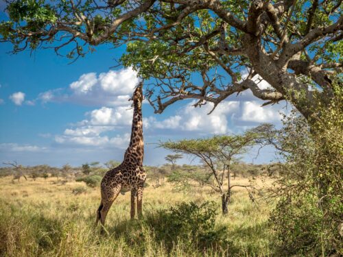 Tanzania Wildlife Safari - Giraffes in Serengeti National Park