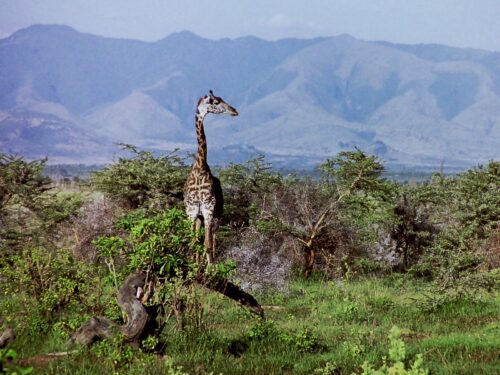 Giraffes in Lake Manyara National Park