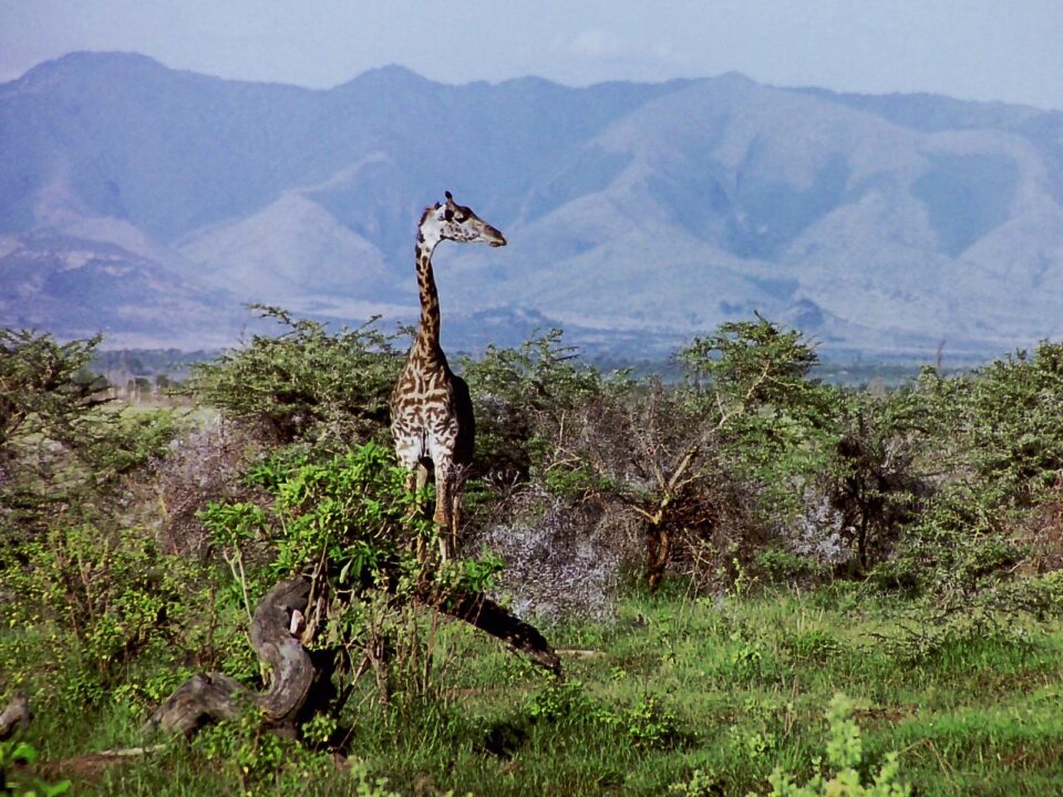 Giraffes in Lake Manyara National Park - Celebrate Christmas on a Safari in Tanzania
