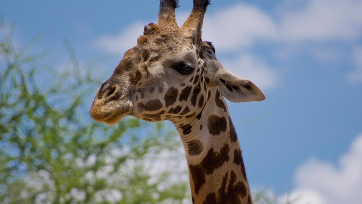 Giraffes in Tarangire National Park - African Safari in March - Safari Tours to Tarangire National Park in Tanzania - African safaris in September