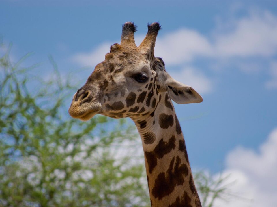 Giraffes in Tarangire National Park - African Safari in March - Safari Tours to Tarangire National Park in Tanzania