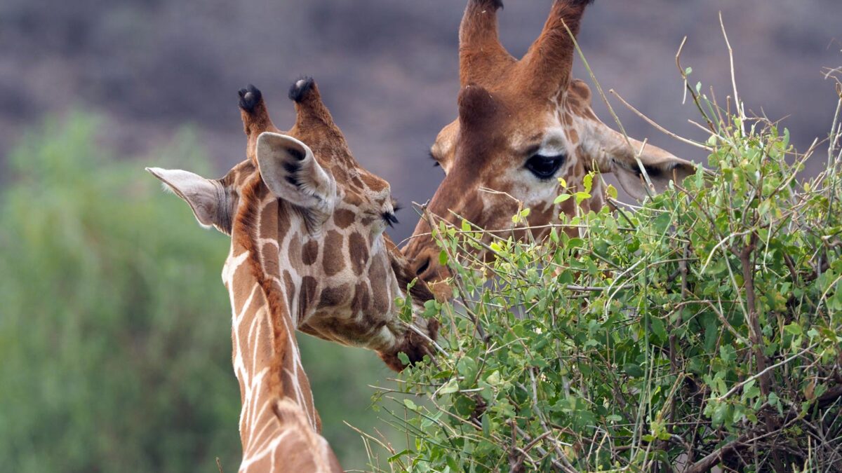 Giraffes in Samburu National Park - Mwea Game Reserve