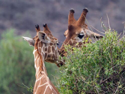 Giraffes in Samburu National Park