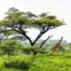 Best time to go on Safari in East Africa