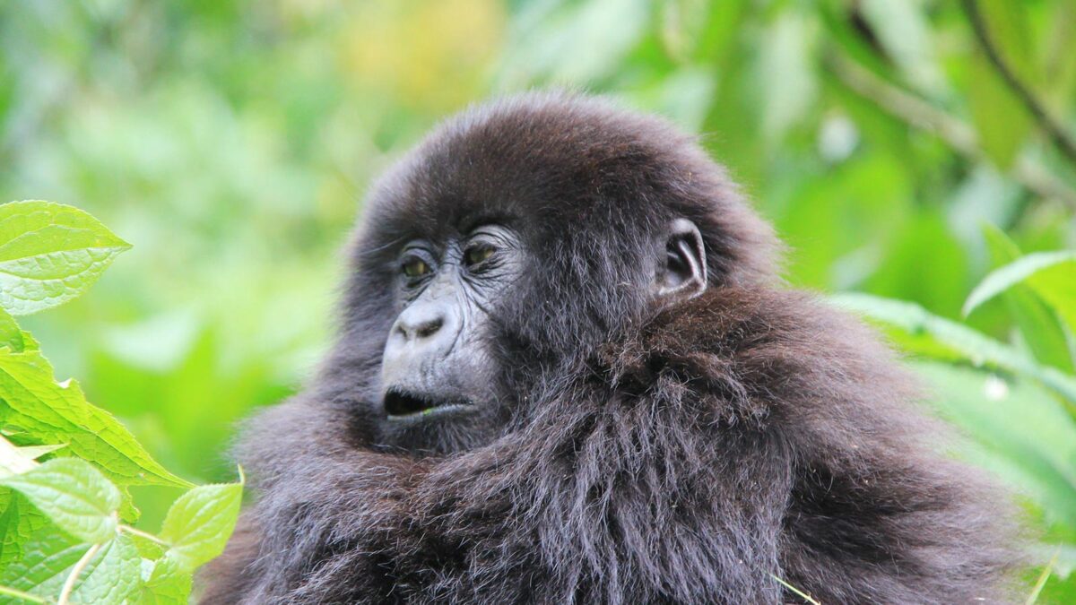 gorilla tracking in volcanoes national park - Rwanda