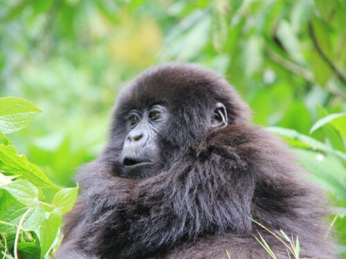 gorilla tracking in volcanoes national park - Rwanda