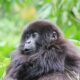 gorilla tracking in volcanoes national park - Rwanda - Amahoro Gorilla Family - Volcanoes National Park Gorilla Permits,