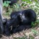 Gorilla in Rwanda - Gorillas in Dr. Congo - Affordable gorilla tracking in Rwanda - Volcanoes National Park Gorilla Permits