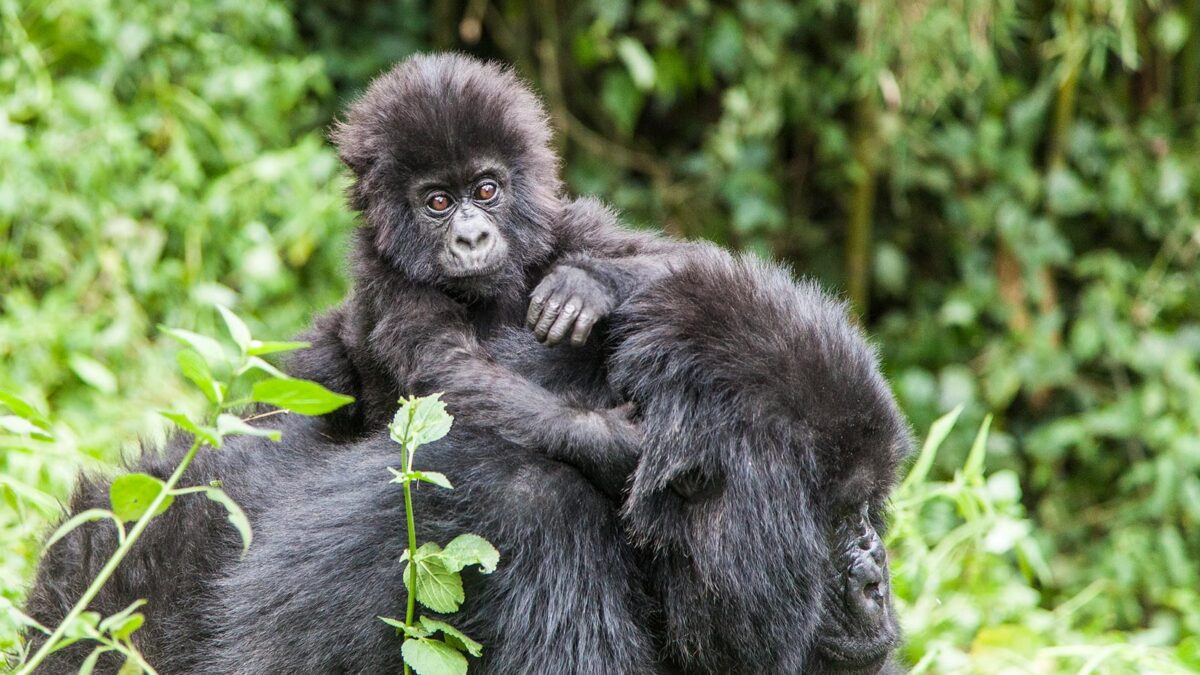 gorillas in rwanda volcanoes national park